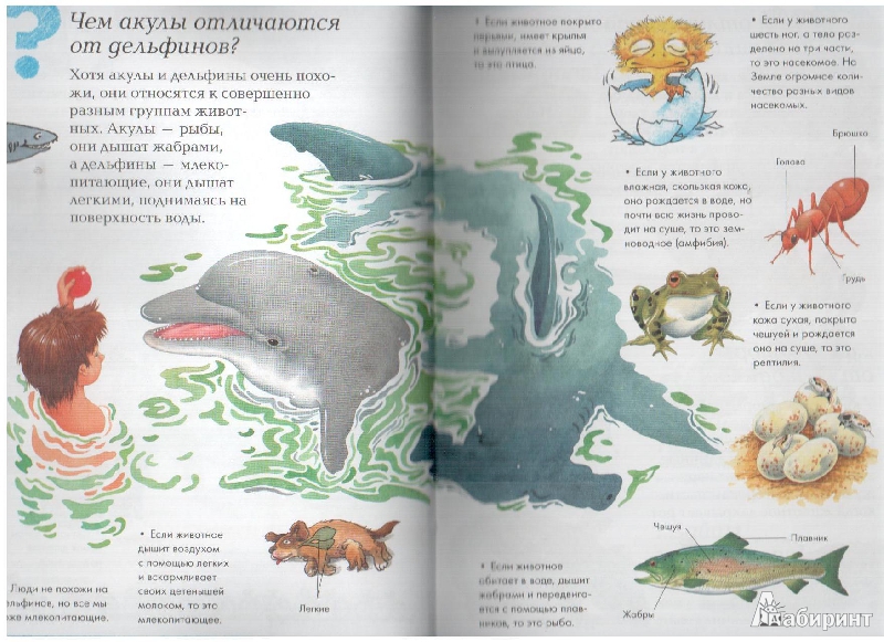Иллюстрация 4 из 17 для Мир животных | Лабиринт - книги. Источник: gabi