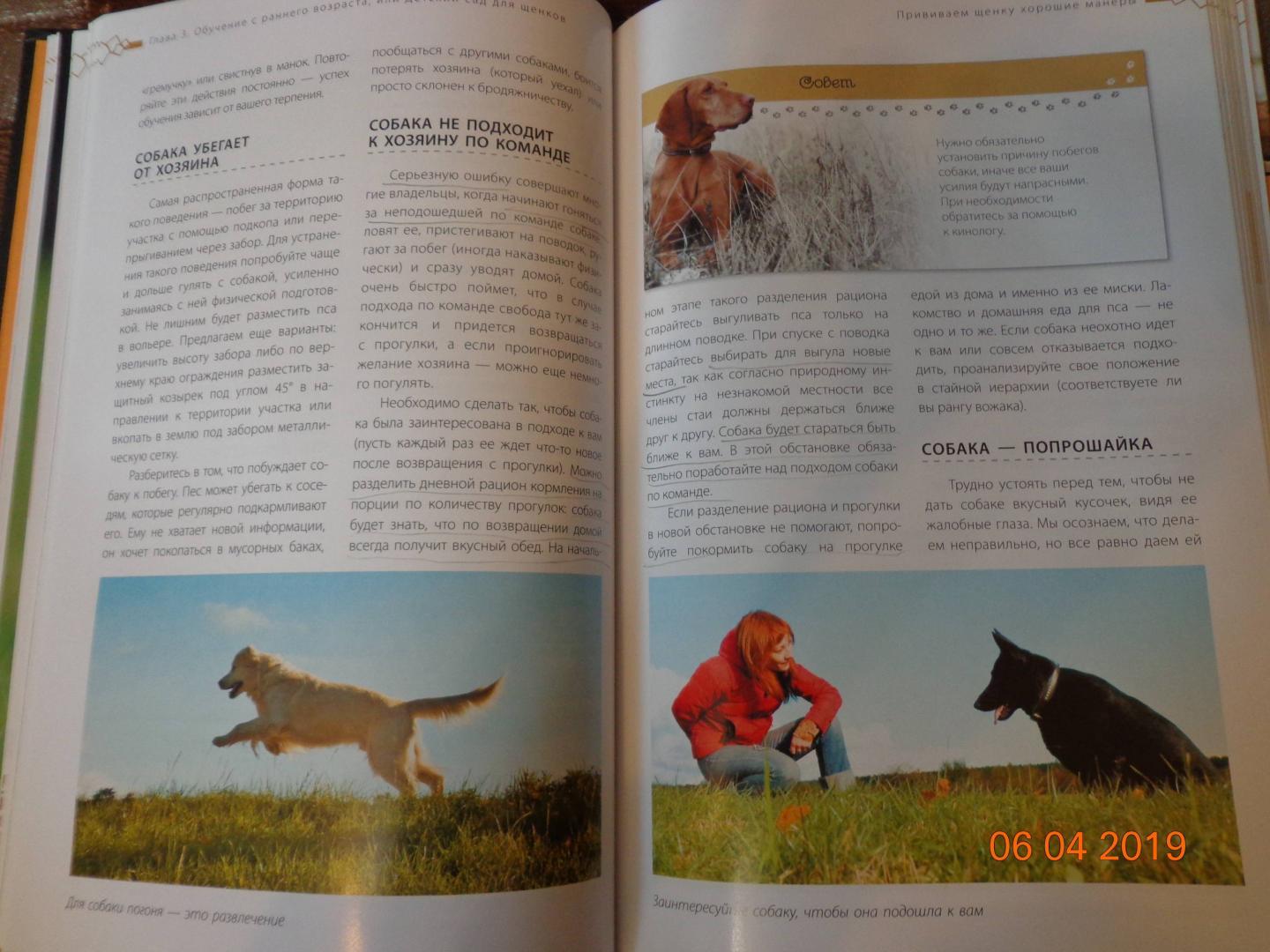 Иллюстрация 13 из 15 для Дрессировка и воспитание собаки (+DVD) - Андрей Шкляев | Лабиринт - книги. Источник: Лабиринт