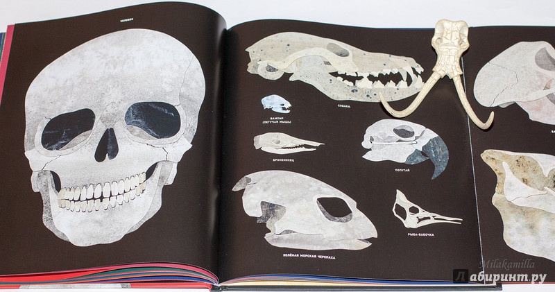 Иллюстрация 38 из 41 для Кости и скелеты - Стив Дженкинс | Лабиринт - книги. Источник: Букландия