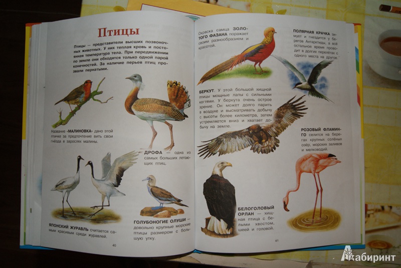 Иллюстрация 15 из 37 для Животные | Лабиринт - книги. Источник: Эрзюкова  Елена Алексеевна