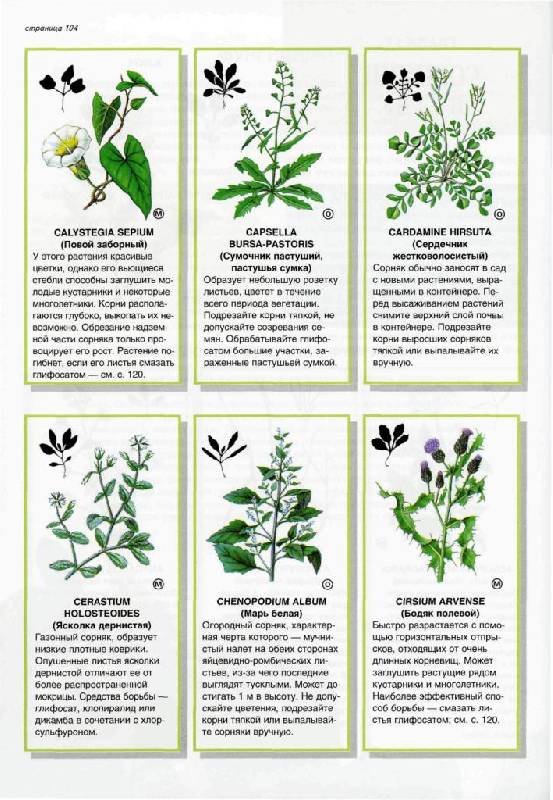 Иллюстрация 23 из 30 для Все о болезнях и вредителях растений - Дэвид Хессайон | Лабиринт - книги. Источник: Юта