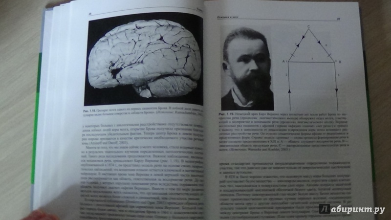 Иллюстрация 6 из 57 для Мозг, познание, разум. Введение в когнитивные нейронауки. В 2-х томах - Баарс, Гейдж | Лабиринт - книги. Источник: Консультант по наукам