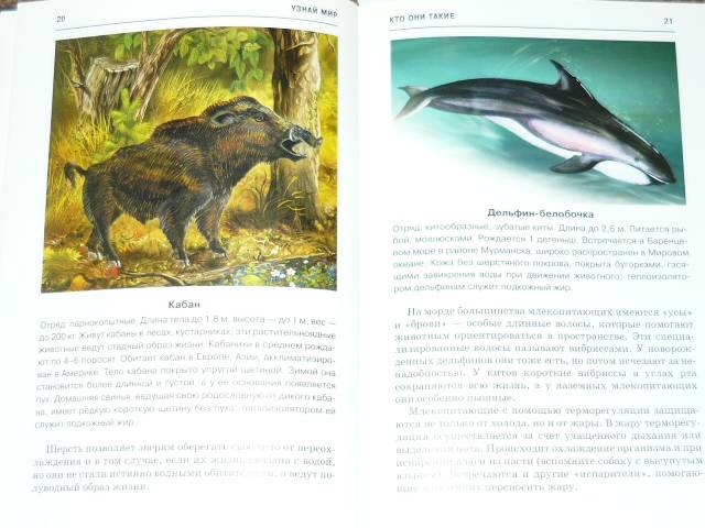 Иллюстрация 10 из 32 для Млекопитающие. Школьный путеводитель - Марк Махлин | Лабиринт - книги. Источник: Ромашка:-)