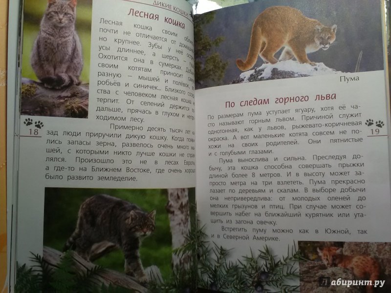 Иллюстрация 8 из 28 для Кошки дикие и домашние - Александр Тихонов | Лабиринт - книги. Источник: SergP