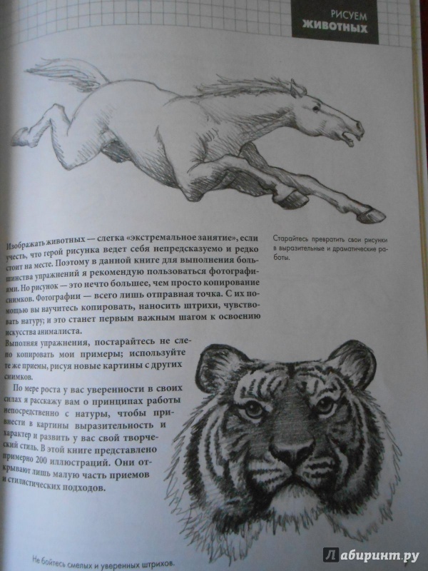 Иллюстрация 22 из 30 для Рисуем животных - Питер Грей | Лабиринт - книги. Источник: Леан