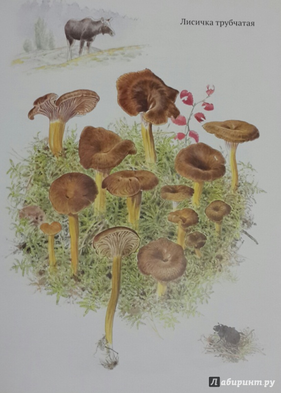 Иллюстрация 23 из 35 для Софи в мире грибов - Стефан Каста | Лабиринт - книги. Источник: Чирков  Николай Викторович
