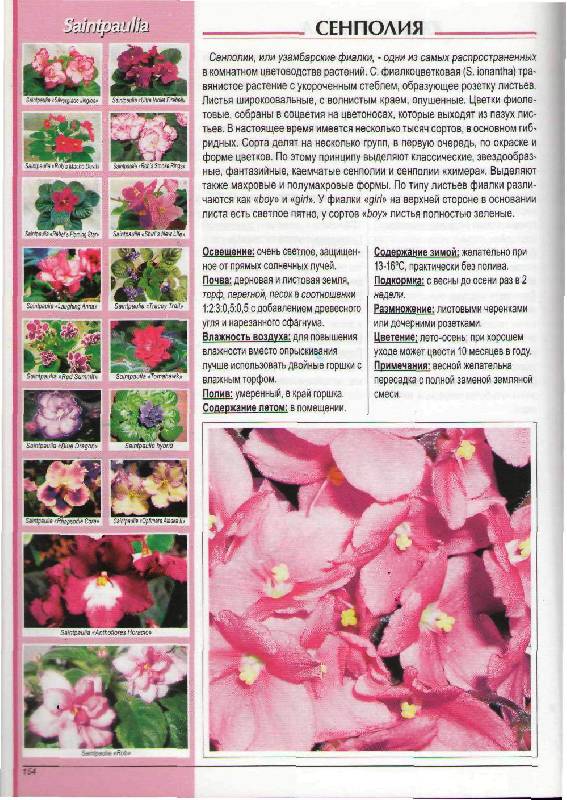 Иллюстрация 14 из 20 для Популярные комнатные растения: распространенные виды, сорта и гибриды - Вальтер Грюнвальд | Лабиринт - книги. Источник: Юта