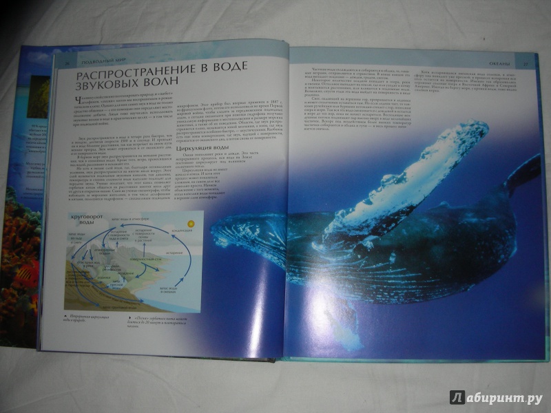 Иллюстрация 10 из 40 для Подводный мир - Фаррингтон, Форти, Хук | Лабиринт - книги. Источник: Анонимный Книгоголик
