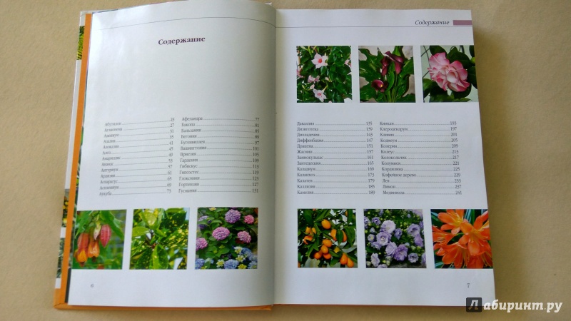 Иллюстрация 6 из 13 для Комнатные растения - Князева, Князева | Лабиринт - книги. Источник: Гиззатуллин  Рушан