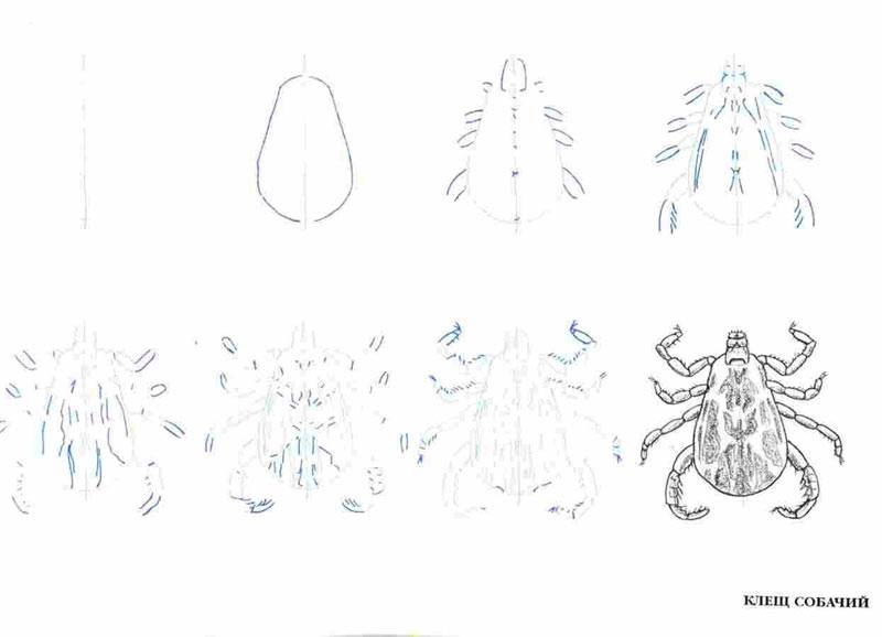 Иллюстрация 10 из 10 для Рисуем 50 насекомых - Эймис, Барнс | Лабиринт - книги. Источник: Кнопа2