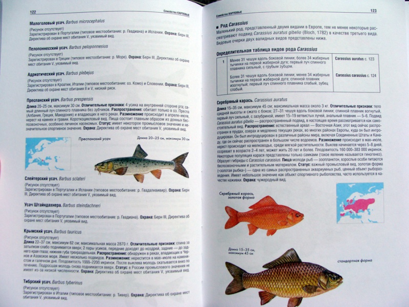 Иллюстрация 11 из 15 для Атлас рыб. Определитель пресноводных видов Европы - Мэйтленд, Сиделева, Линсел | Лабиринт - книги. Источник: Мария Гуляева