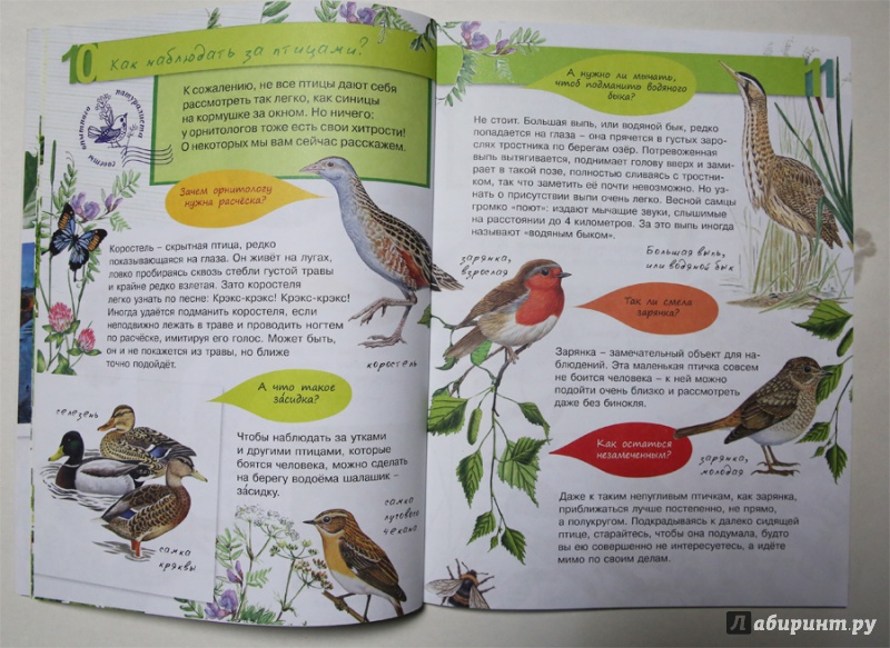 Иллюстрация 4 из 32 для Птицы - Петр Волцит | Лабиринт - книги. Источник: Лукина  Мария