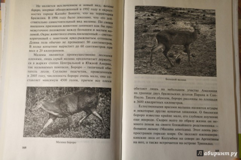 Иллюстрация 25 из 25 для Самые необычные животные - Дмитрий Бердышев | Лабиринт - книги. Источник: Аблакотова  Надежда