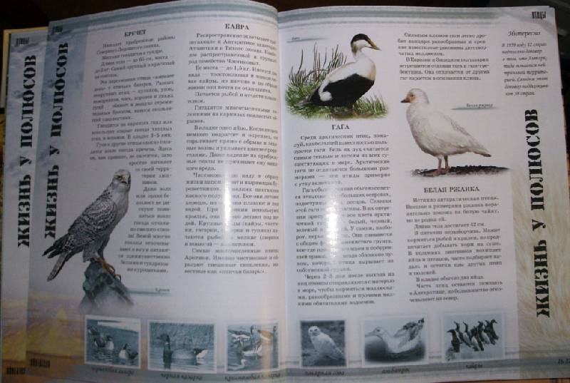 Иллюстрация 6 из 24 для Мир животных - Цеханская, Стрелков | Лабиринт - книги. Источник: Ёжик