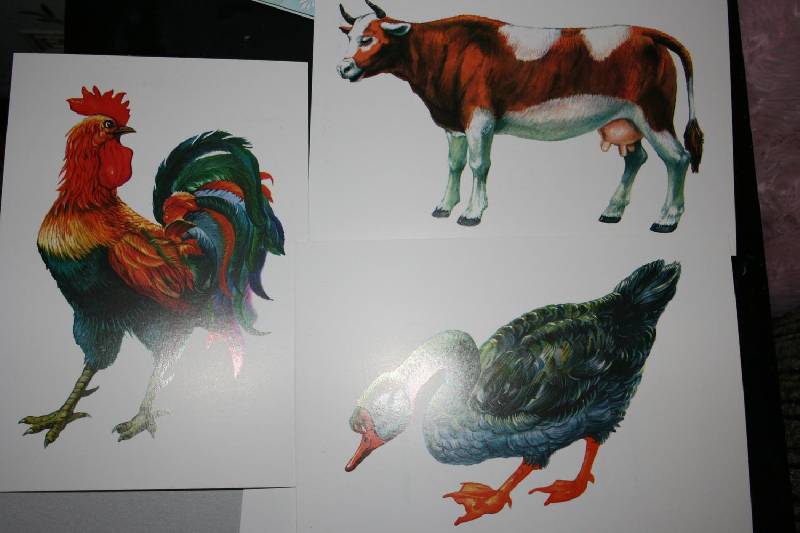 Иллюстрация 7 из 31 для Животные. Комплект тематических карточек по английскому языку | Лабиринт - книги. Источник: Счастливая мама