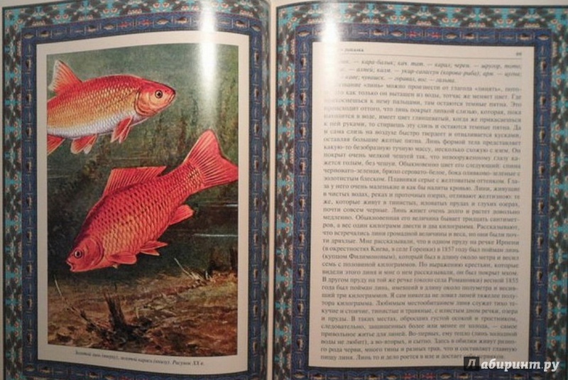 Иллюстрация 7 из 15 для Русская рыбалка | Лабиринт - книги. Источник: Елизовета Савинова