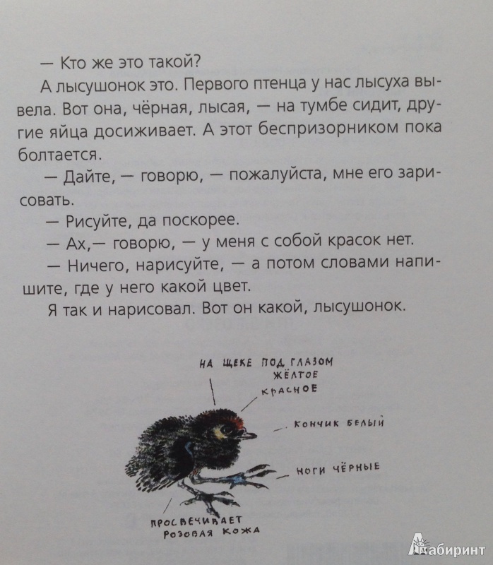 Иллюстрация 12 из 12 для Птичье озеро - Евгений Чарушин | Лабиринт - книги. Источник: Xikary