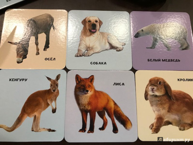 Иллюстрация 17 из 96 для Животные и их детеныши (35 двусторонних карточек) | Лабиринт - книги. Источник: Лабиринт