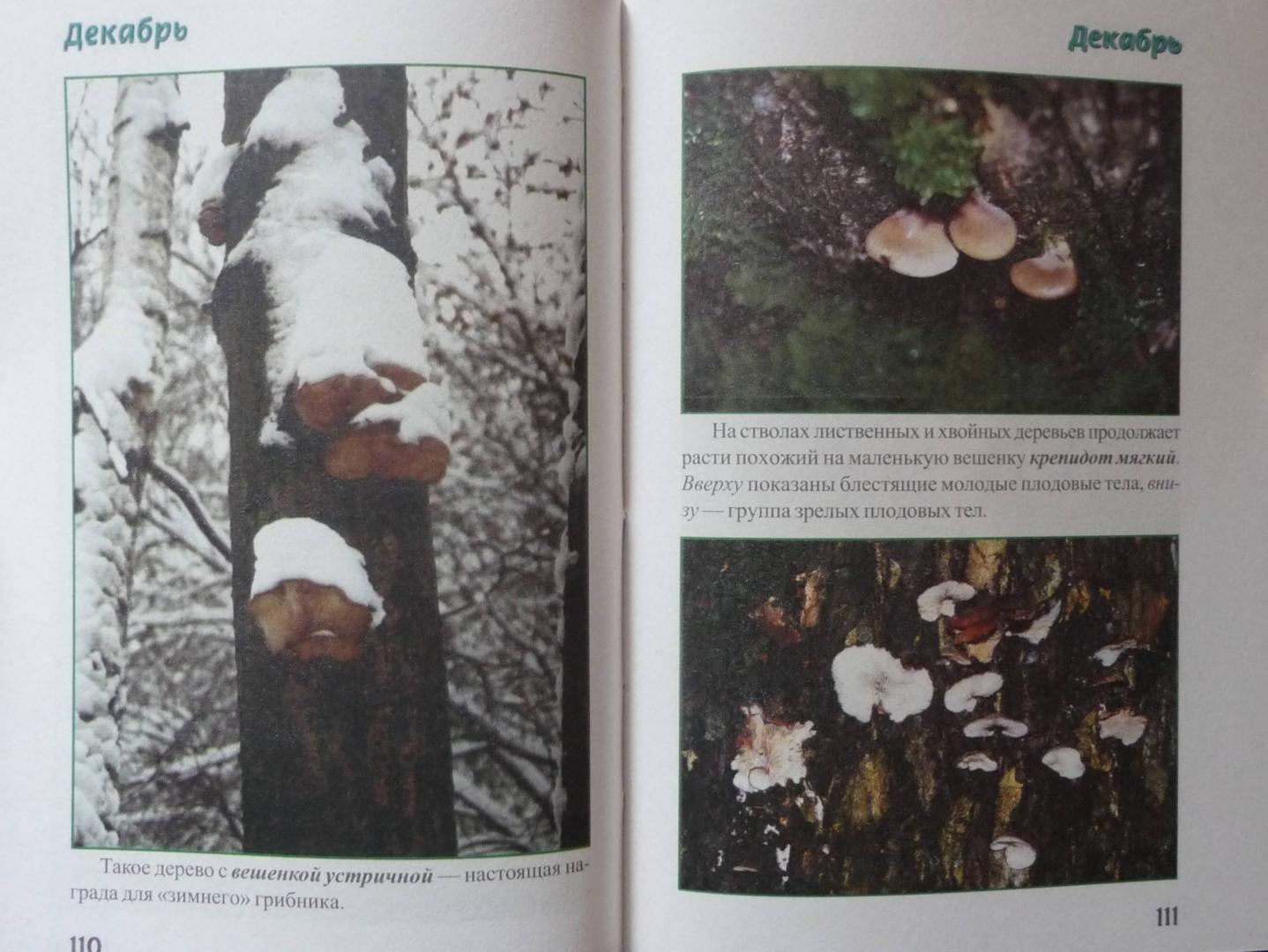 Иллюстрация 31 из 32 для За грибами с ноября по май - Михаил Вишневский | Лабиринт - книги. Источник: SiB