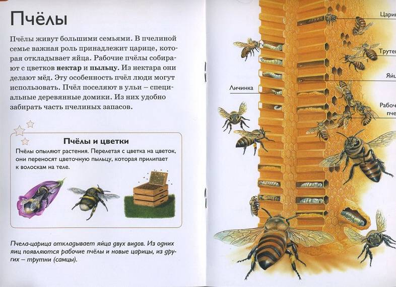 Иллюстрация 24 из 25 для Мир насекомых - Роберт Коуп | Лабиринт - книги. Источник: Machaon