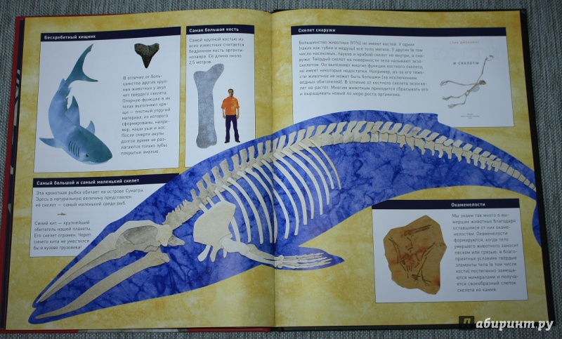Иллюстрация 27 из 41 для Кости и скелеты - Стив Дженкинс | Лабиринт - книги. Источник: КНИЖНОЕ ДЕТСТВО