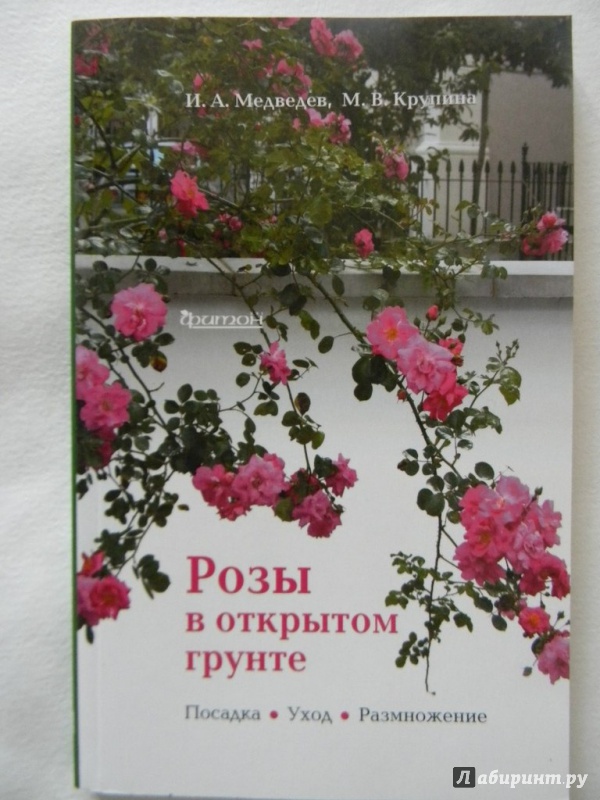 Иллюстрация 2 из 4 для Розы в открытом грунте - Медведев, Крупина | Лабиринт - книги. Источник: Унгвари  Екатерина