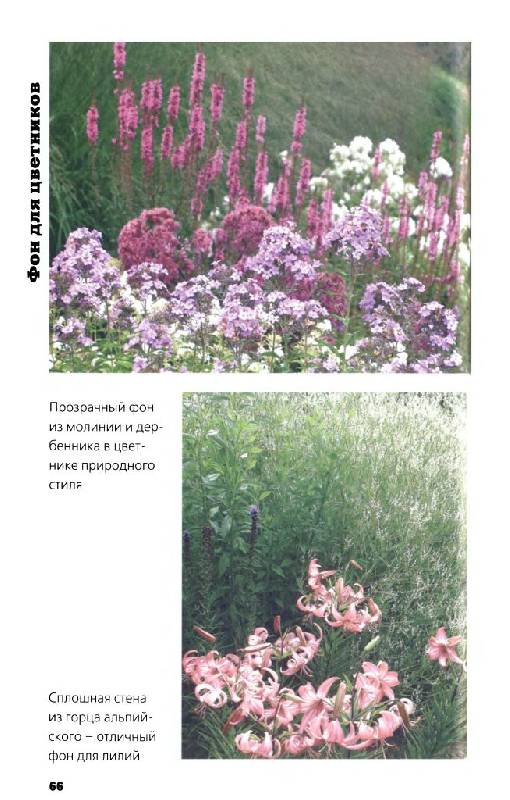 Иллюстрация 12 из 33 для Многолетние цветы в дизайне сада: Эффектные гиганты - Светлана Воронина | Лабиринт - книги. Источник: Юта