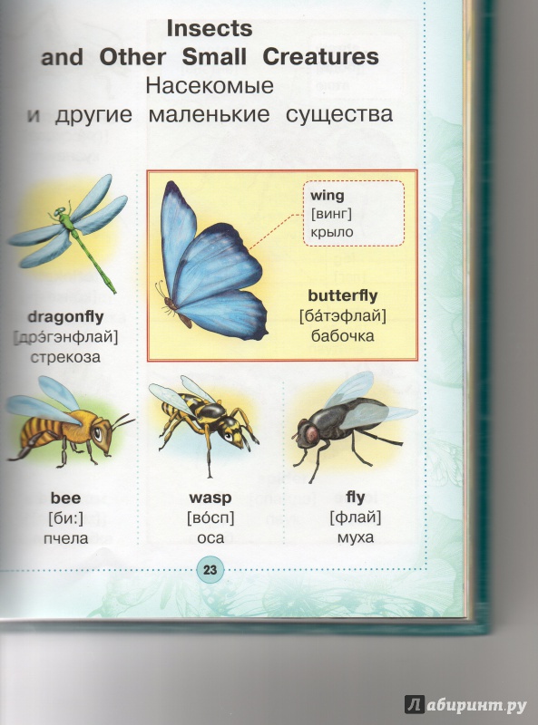 Иллюстрация 13 из 46 для Англо-русский визуальный словарь для детей | Лабиринт - книги. Источник: KateGoricheski