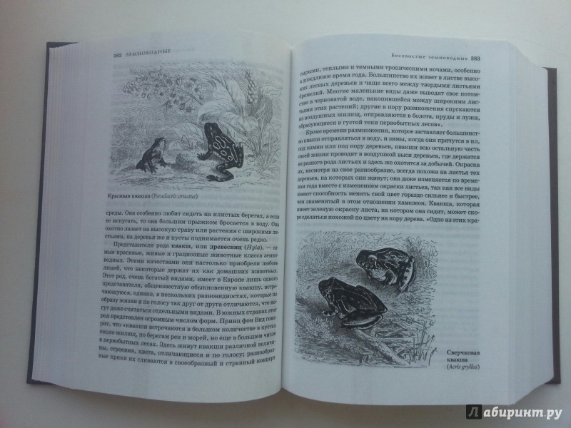 Иллюстрация 47 из 58 для Жизнь животных в одном томе - Альфред Брем | Лабиринт - книги. Источник: VALERIYA