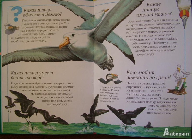 Иллюстрация 13 из 15 для Удивительные птицы планеты | Лабиринт - книги. Источник: om-2