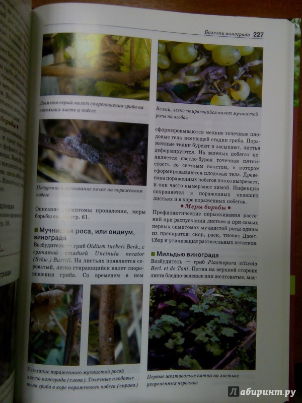 Иллюстрация 28 из 32 для Болезни и вредители плодовых растений. Атлас-определитель - Трейвас, Каштанова | Лабиринт - книги. Источник: Лабиринт