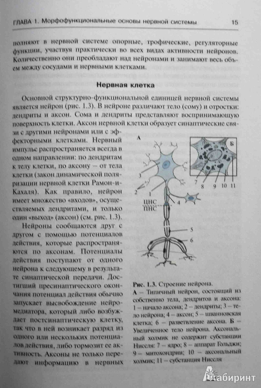 Иллюстрация 3 из 36 для Неврология и нейрохирургия. Учебник. В 2-х томах. Том 1. Неврология (+CD) - Гусев, Коновалов, Скворцова | Лабиринт - книги. Источник: ВраЧиталла