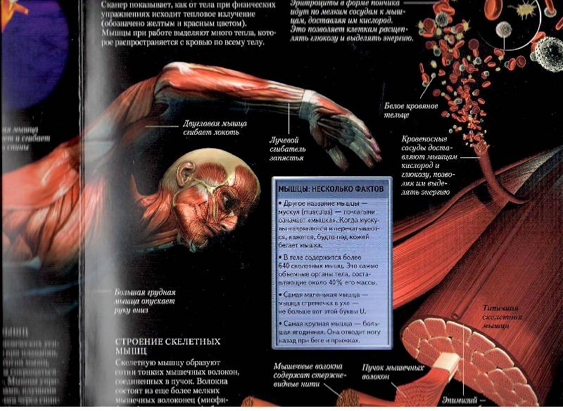 Иллюстрация 24 из 28 для Анатомия человека. Школа открытий - Стив Паркер | Лабиринт - книги. Источник: Стрекоза