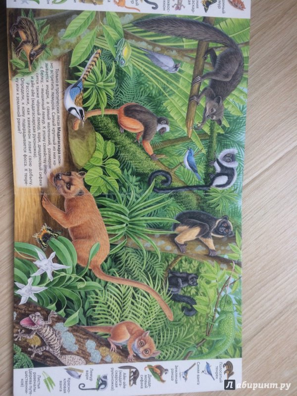 Иллюстрация 28 из 39 для Животные и растения тропических лесов | Лабиринт - книги. Источник: Сурыгина  Ирина