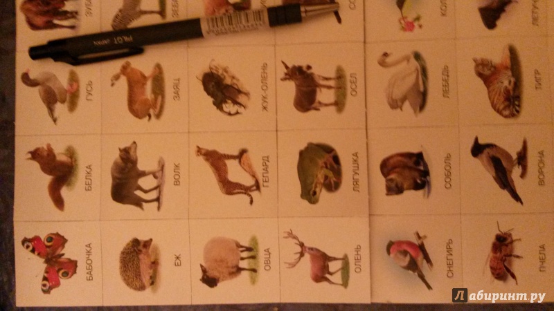 Иллюстрация 6 из 13 для Карточки с животными на магнитах (2906) | Лабиринт - игрушки. Источник: Искра