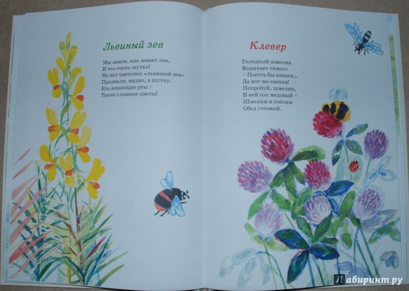 Иллюстрация 47 из 69 для Наши цветы - Екатерина Серова | Лабиринт - книги. Источник: Книжный кот
