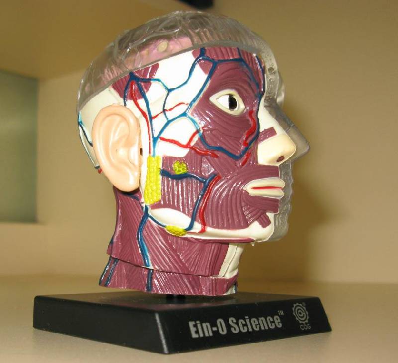 Иллюстрация 3 из 7 для Анатомическая модель человека "Мозг и череп" (E2370BS) | Лабиринт - игрушки. Источник: Лаптева  Лариса Владимировна