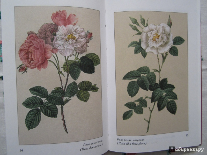 Иллюстрация 3 из 11 для Розы в открытом грунте - Медведев, Крупина | Лабиринт - книги. Источник: A. Fragaria