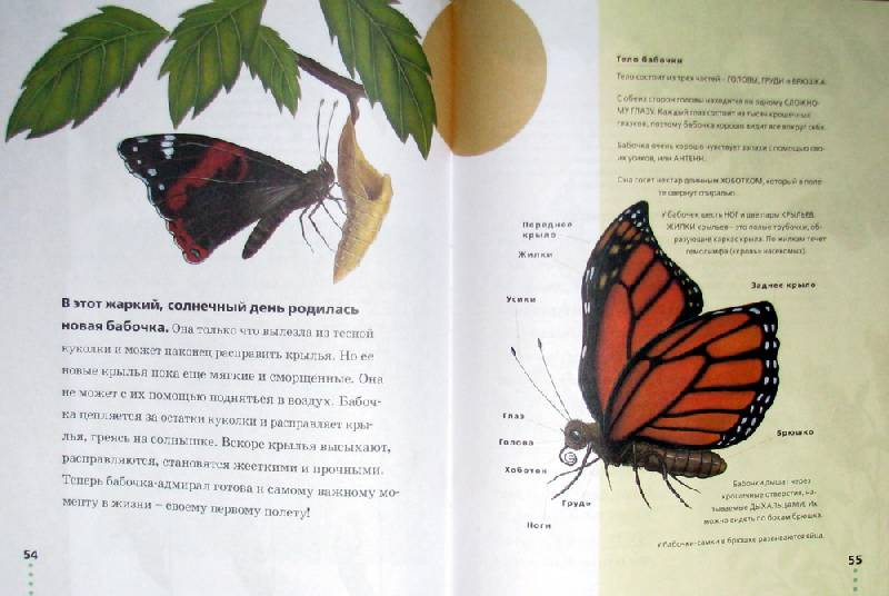 Иллюстрация 3 из 36 для Пчелы, бабочки, стрекозы - Тинг Моррис | Лабиринт - книги. Источник: Астроида