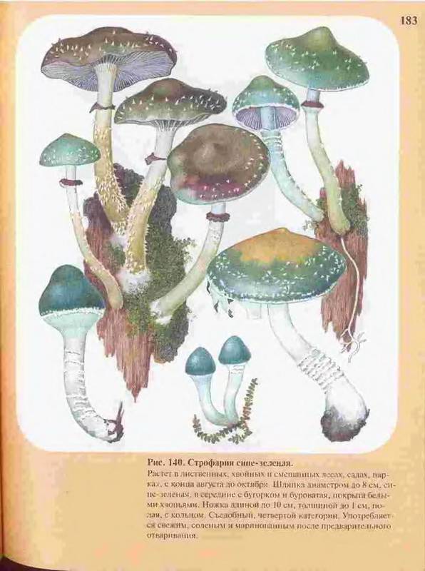 Иллюстрация 33 из 33 для Большой определитель грибов - Александр Юдин | Лабиринт - книги. Источник: Ялина