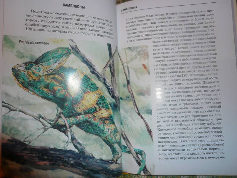 Иллюстрация 19 из 24 для Рептилии - Андрей Руденко | Лабиринт - книги. Источник: Nadezhda_S