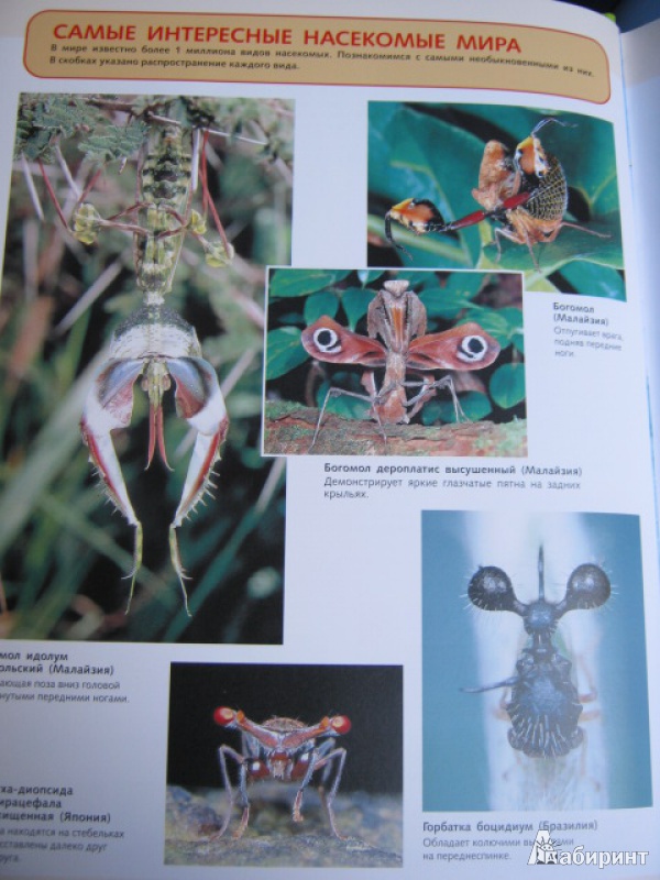 Иллюстрация 4 из 39 для Самые красивые в мире: бабочки, жуки, стрекозы, цикады, кузнечики, пауки и скорпионы | Лабиринт - книги. Источник: Евгения39