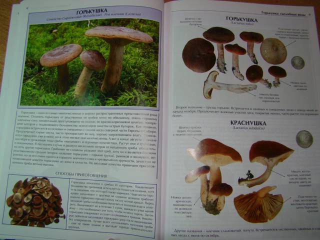 Иллюстрация 23 из 27 для Все о съедобных грибах | Лабиринт - книги. Источник: D.OLGA