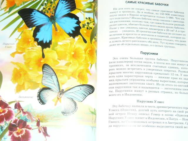 Иллюстрация 4 из 29 для Бабочки - Юлия Дунаева | Лабиринт - книги. Источник: Ромашка:-)