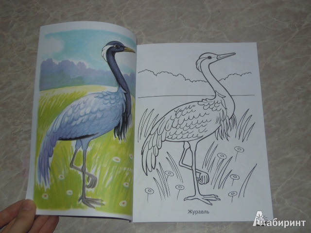 Иллюстрация 5 из 29 для Раскраска. Перелетные птицы | Лабиринт - книги. Источник: Iwolga
