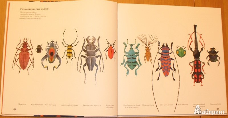 Иллюстрация 5 из 43 для В мире жуков. Интересные факты о животных - Стив Дженкинс | Лабиринт - книги. Источник: pazitif_f_fchik