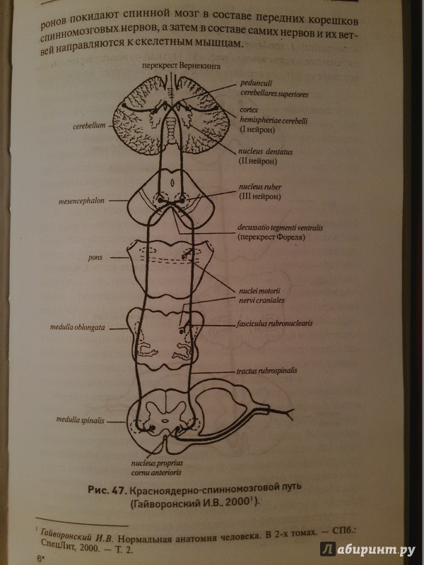 Иллюстрация 5 из 24 для Центральная нервная система и органы чувств. Учебное пособие - Калмин, Бочкарева, Кадмина | Лабиринт - книги. Источник: Р  Анастасия