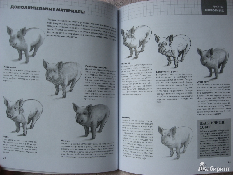 Иллюстрация 14 из 30 для Рисуем животных - Питер Грей | Лабиринт - книги. Источник: Юта