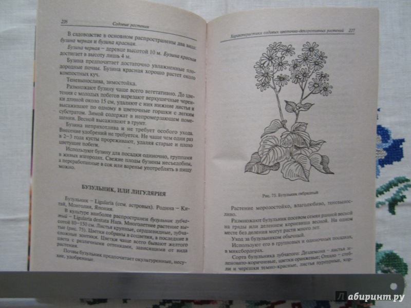 Иллюстрация 6 из 13 для Приусадебное цветоводство. Садовые растения | Лабиринт - книги. Источник: A. Fragaria