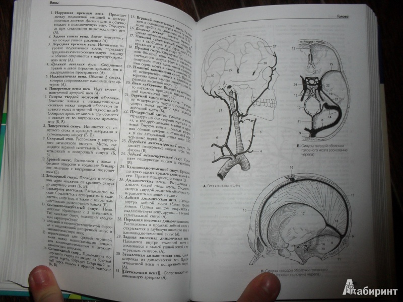Иллюстрация 4 из 10 для Карманный атлас анатомии человека - Фениш, Даубер | Лабиринт - книги. Источник: ВраЧиталла